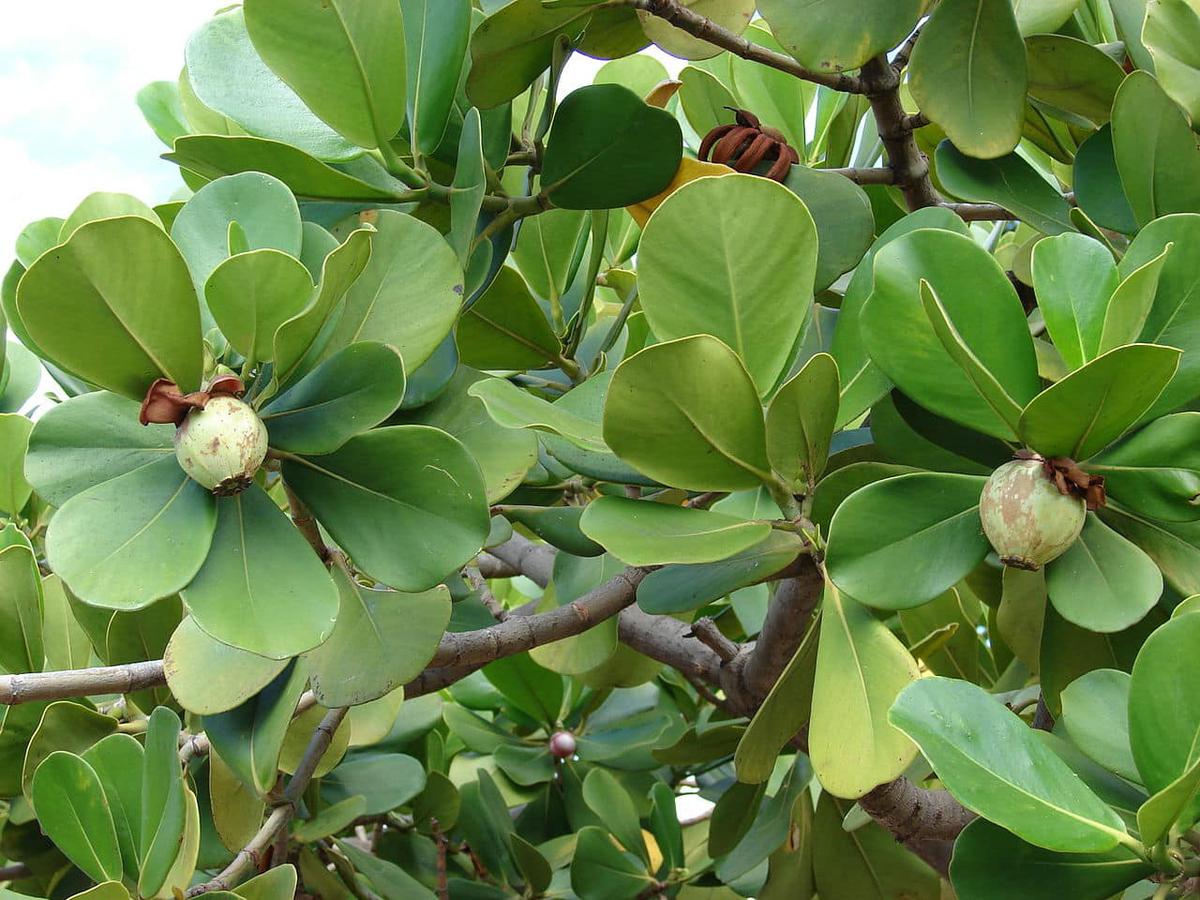 La Clusia rosea es un árbol tropical