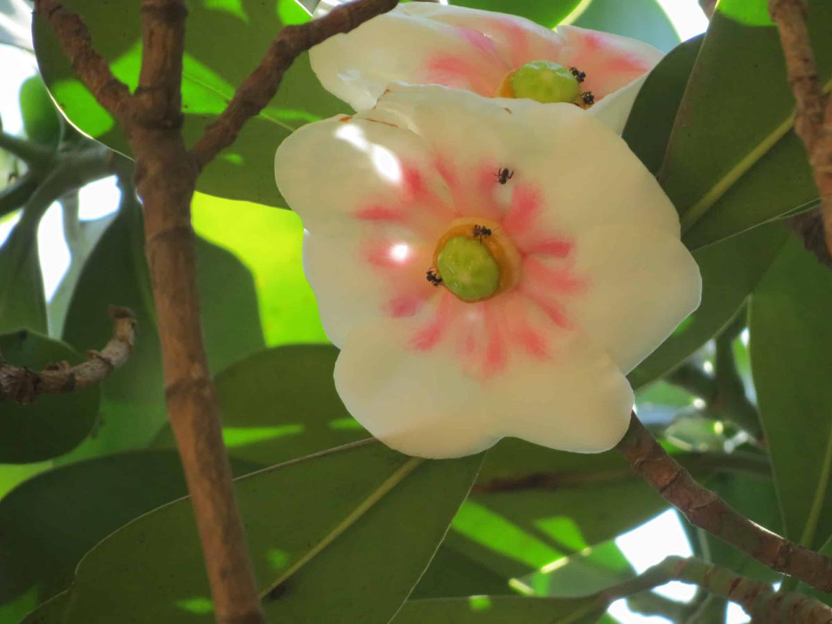 Las flores de la clusia rosea son bonitas