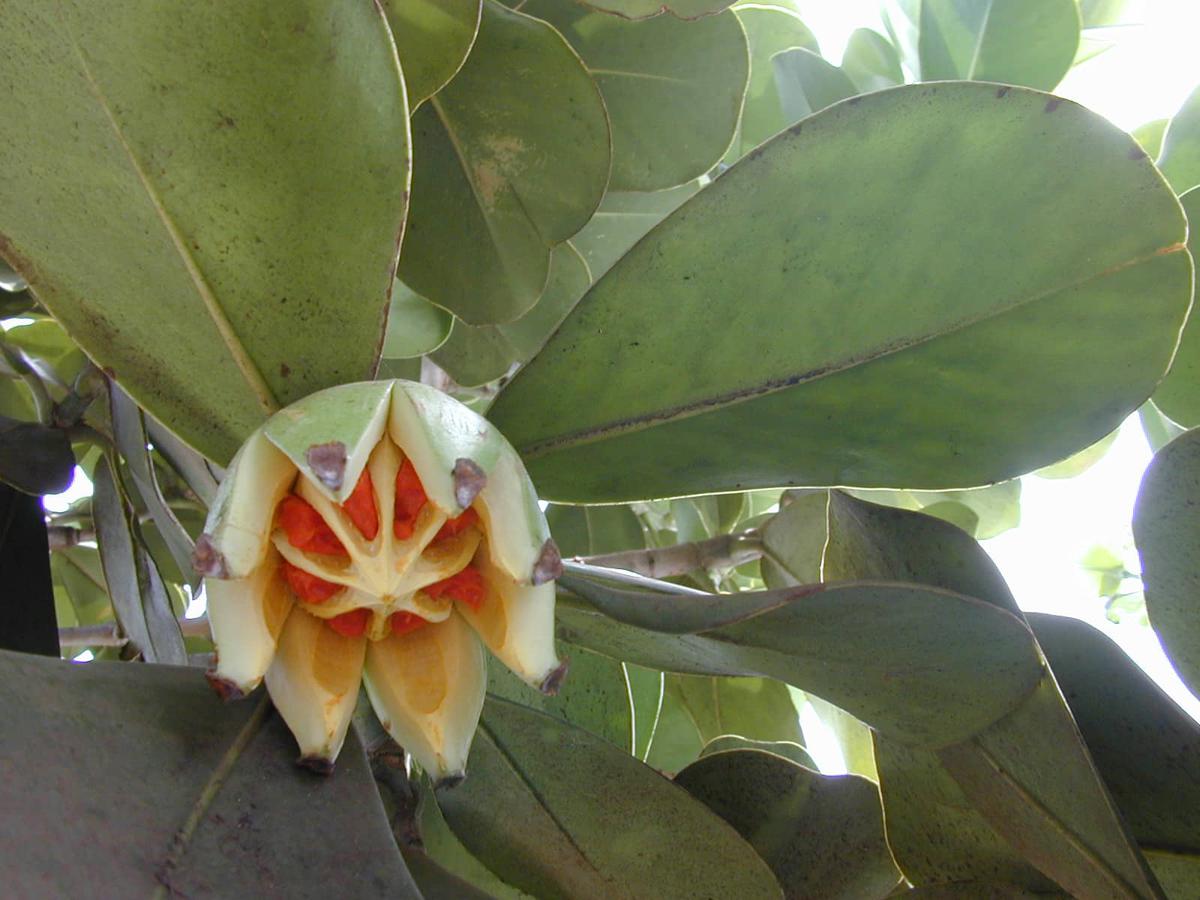 La clusia rosea tiene frutos