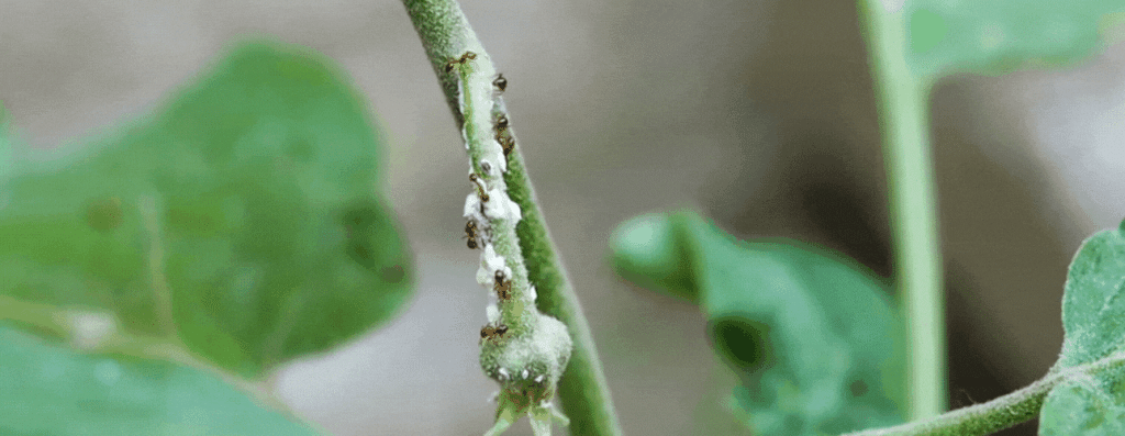 Cochinillas ¿cómo Prevenirlas Y Curar Nuestras Plantas Plantas