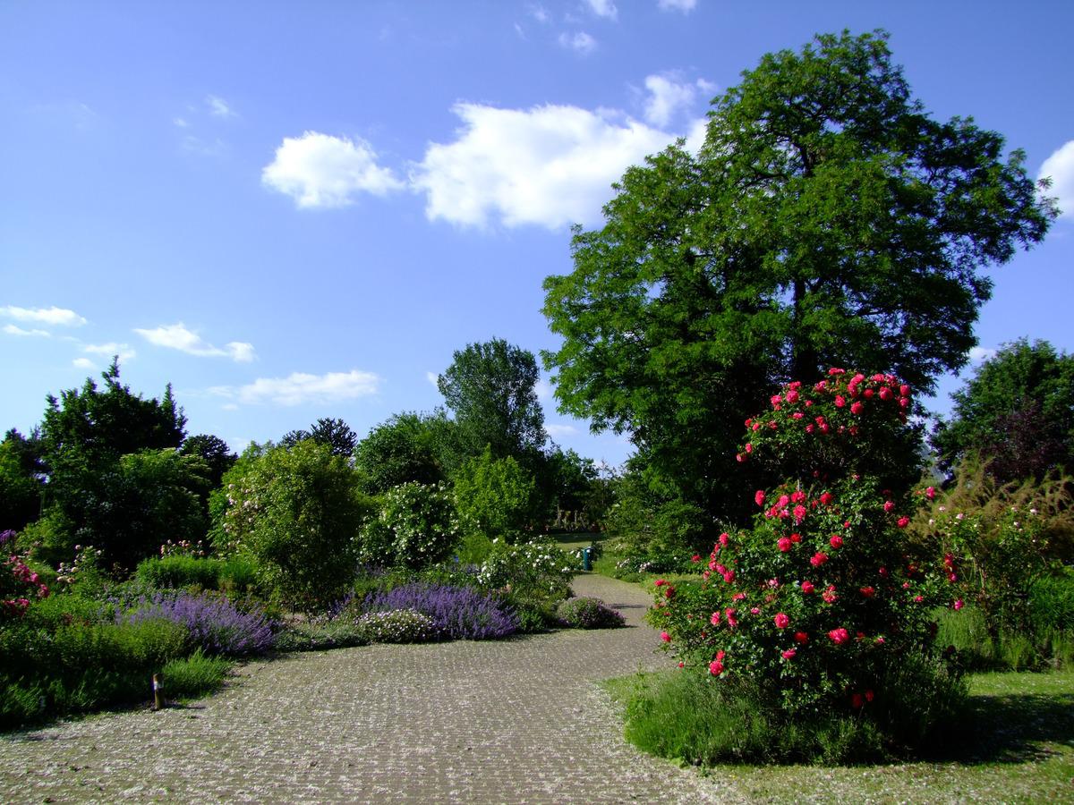 Hay varios árboles para jardines pequeños