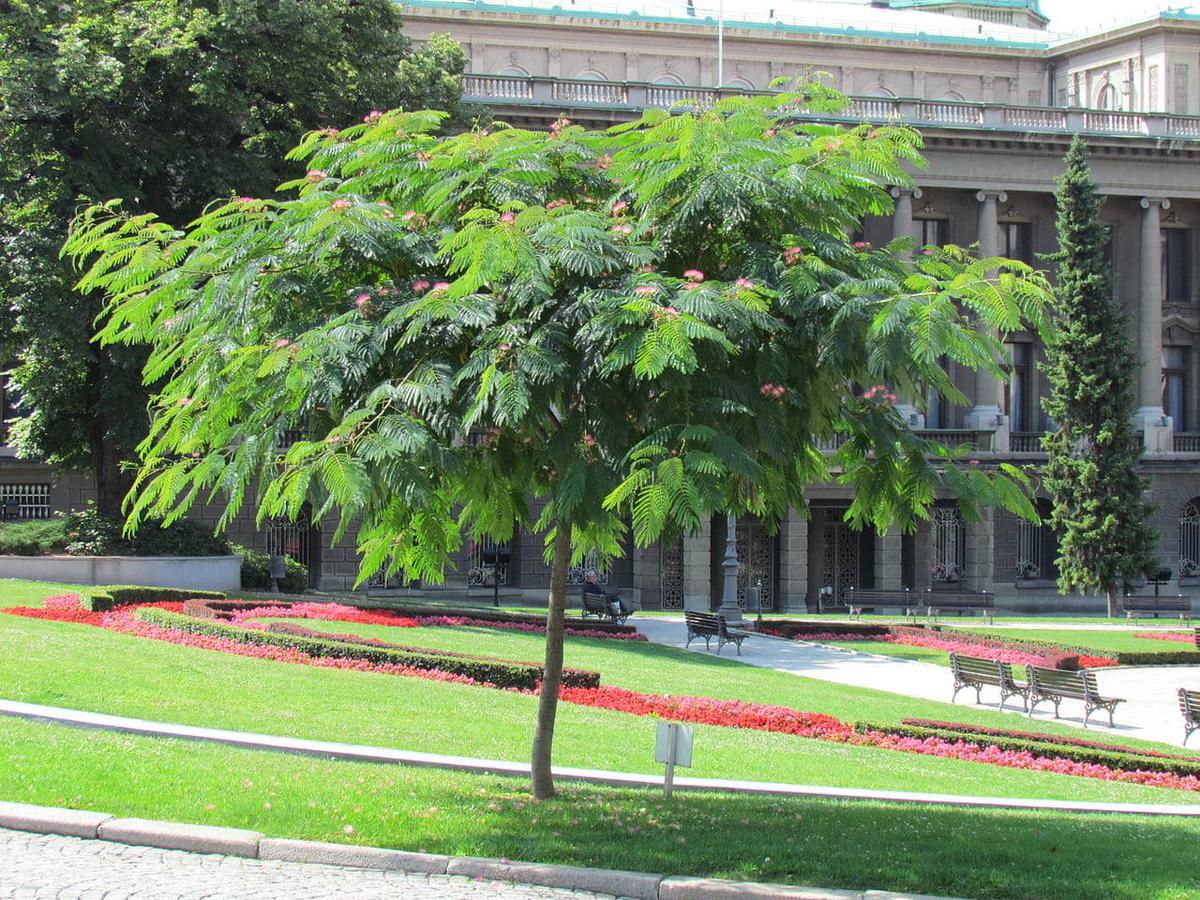 La albizia julibrissin es un árbol caduco