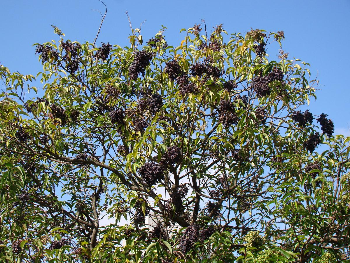 El aligustre es un árbol perennifolio