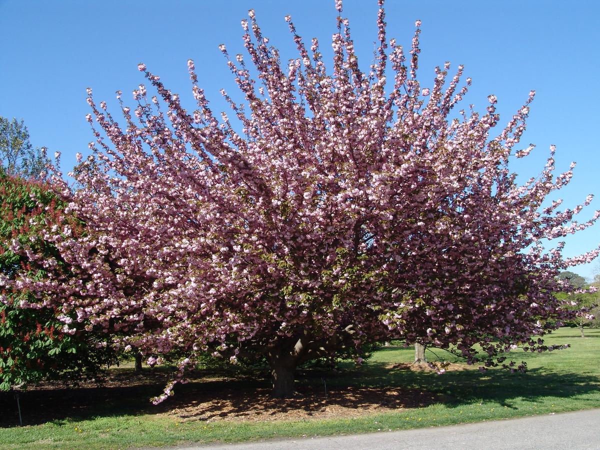 El Prunus serrulata es un árbol pequeño