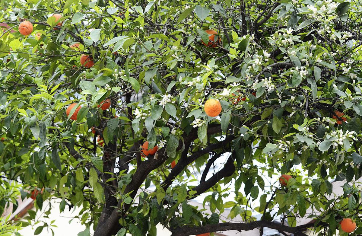 El naranjo amargo es un árbol de hoja perenne
