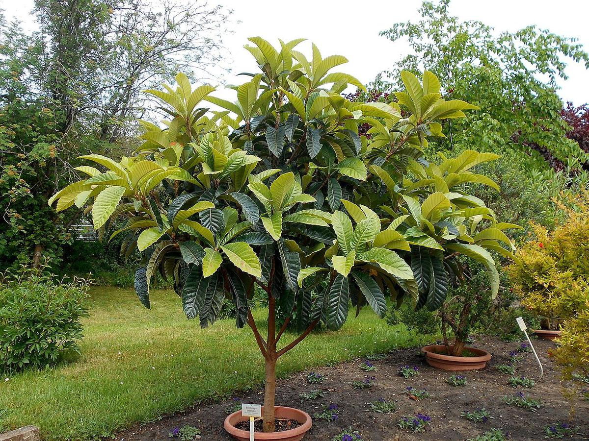 El níspero es un árbol frutal perenne