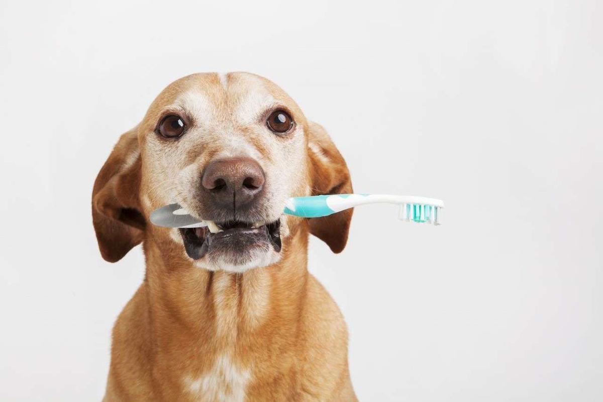 ¿Cómo cepillar los dientes de tu cachorro? Descubre aquí cómo hacerlo en minutos