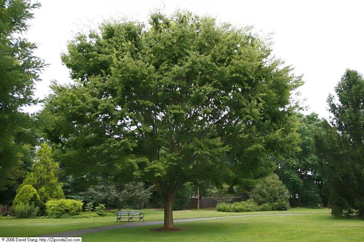 Los Zelkova tienen raíces fuertes