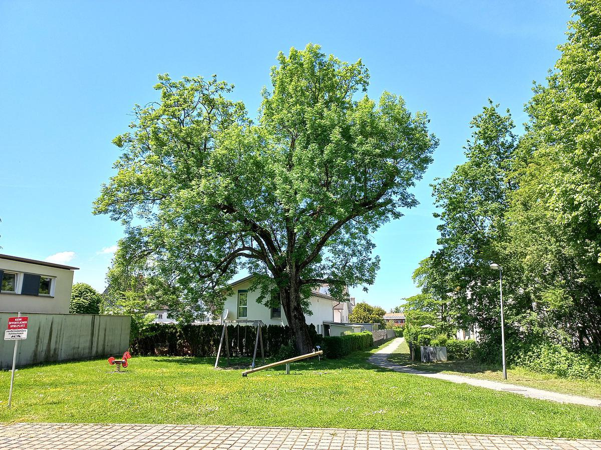 El fresno es un árbol caducifolio