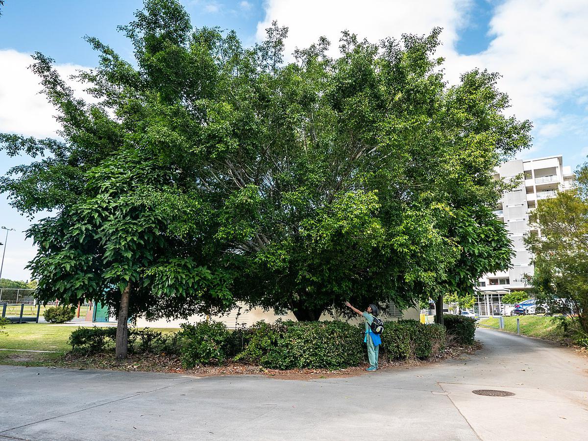 Los ficus tienen raíces agresivas