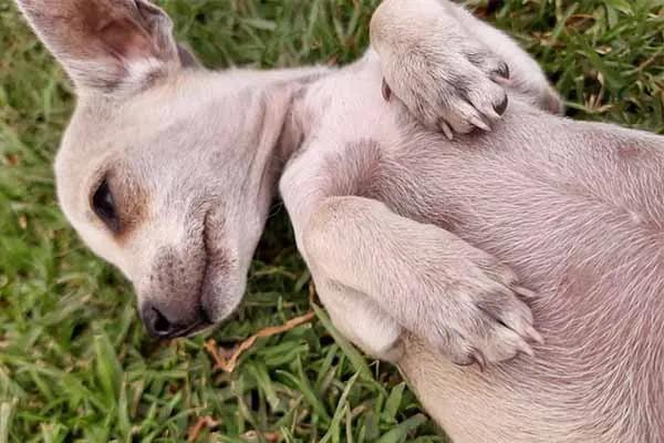 embarazo del chihuahua 