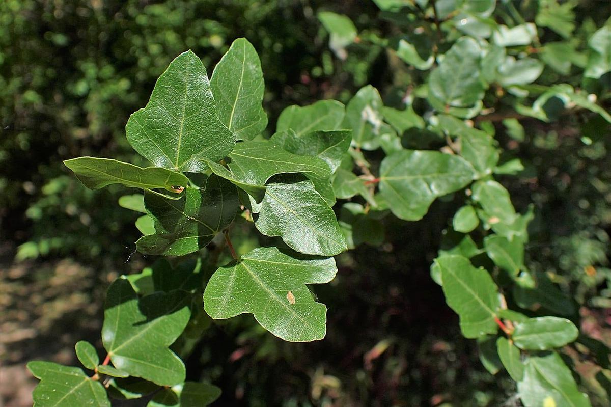 El acer sempervirens es perennifolio