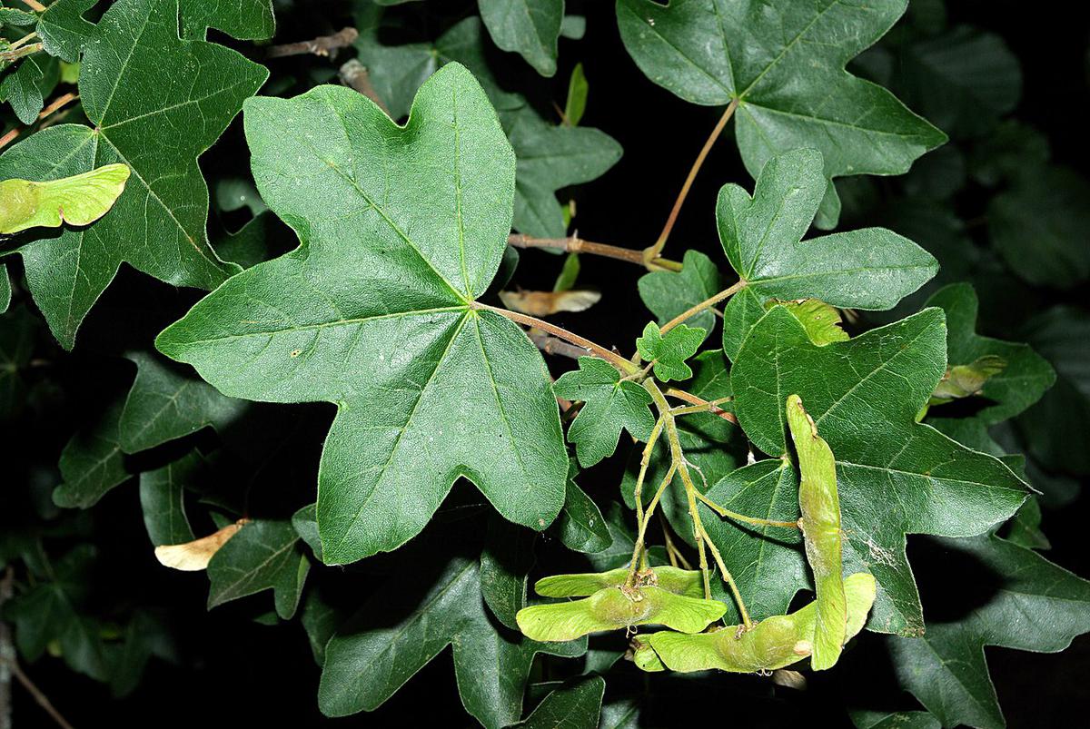El acer campestre es un árbol