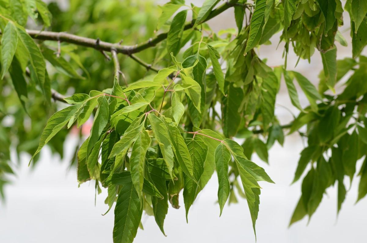 El acer negundo es caducifolio