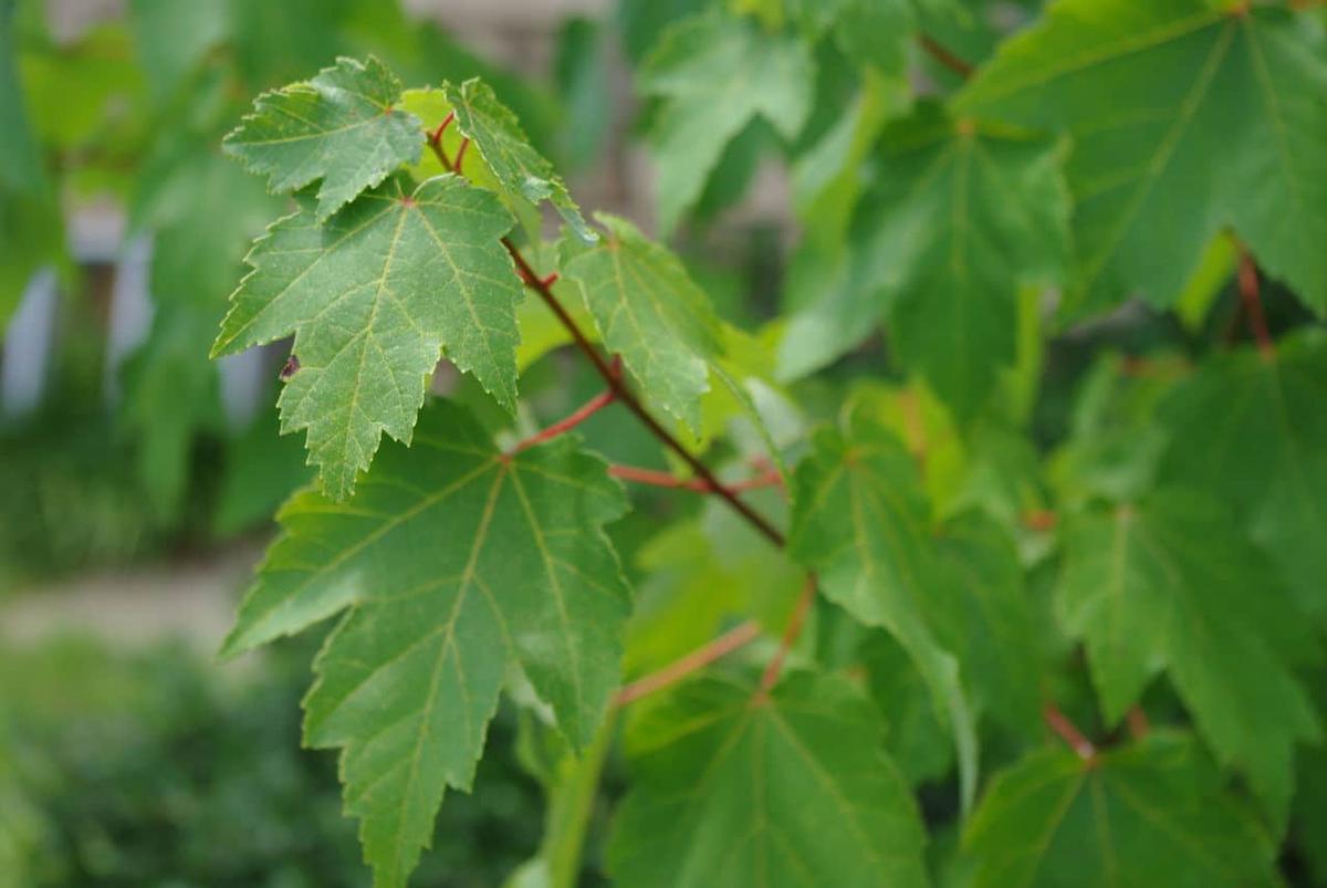 Vista del Acer rubrum