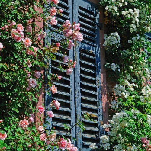 Rosales trepadores o escaladores