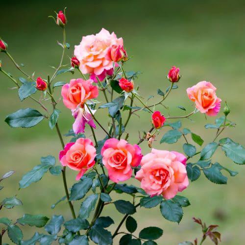 Rosales ramificados o arbustivos