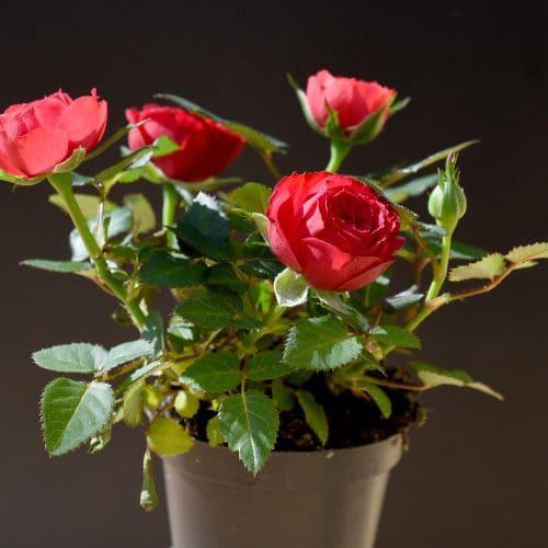 Rosales miniatura o enanas