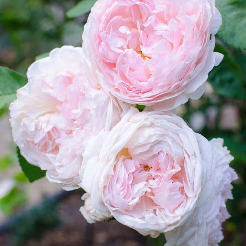 Rosales centifolios o cienpetalos