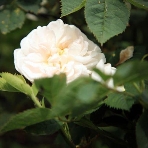 Rosales antiguos o históricos