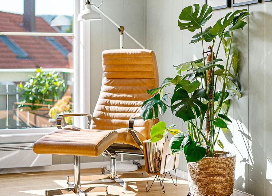 Monstera para decorar tu hogar