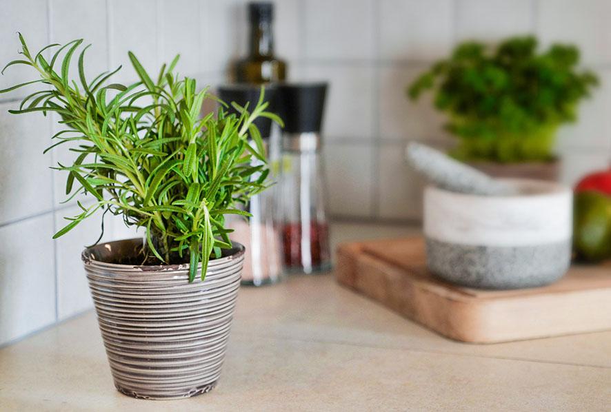 decorar con plantas la cocina