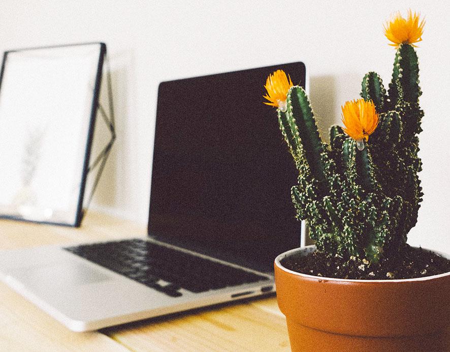 cactus que absorbe ondas electromágneticas