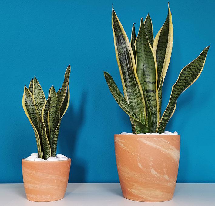 Sanseviera para purificar el aire del dormitorio