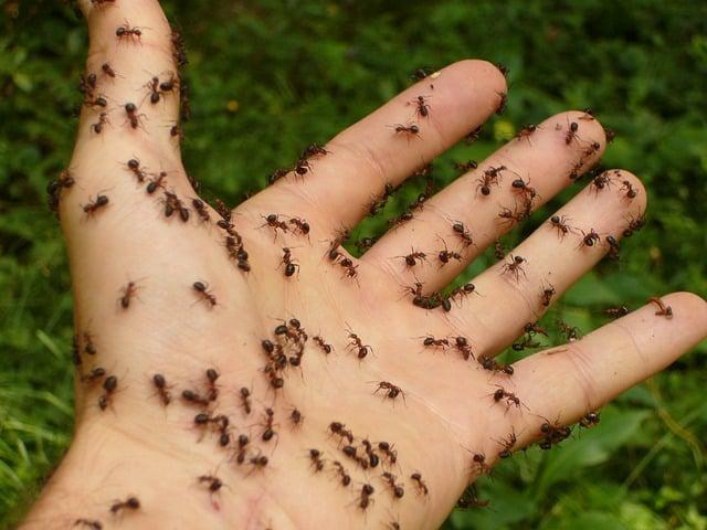Si te preocupa la salud y el cuidado de tu familia y tus mascotas, existen algunos factores de riesgos que debes tener en cuenta, sobre todo para evitar que los insectos, roedores, hongos y parásitos, propaguen enfermedades en tu hogar.