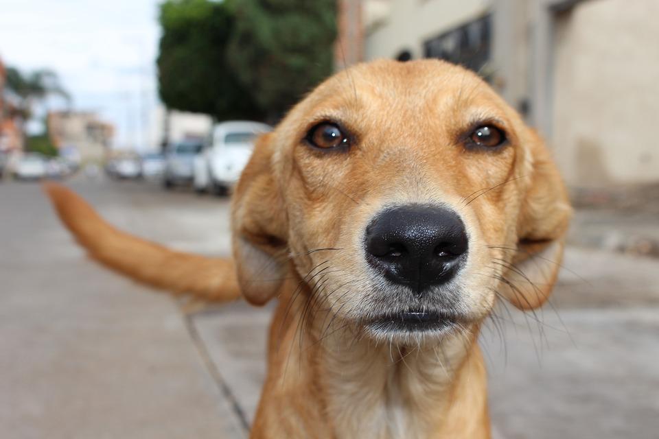 Perros callejeros: ¿cómo ayudar?