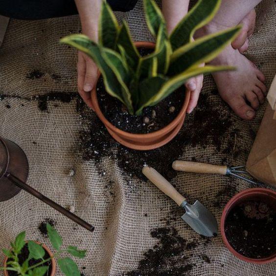 Formas de reproducir la lengua de suegra