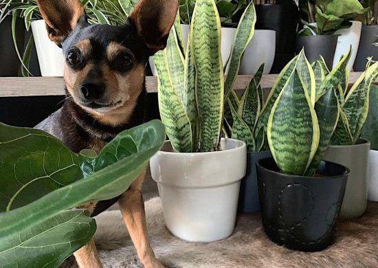 Formas de reproducir la lengua de suegra