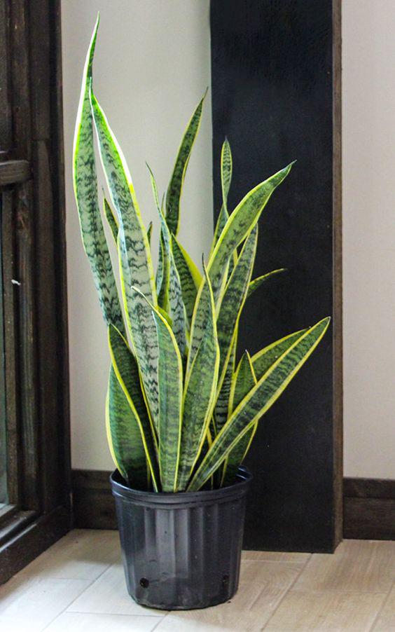 ¿Cuál es la planta lengua de suegra?