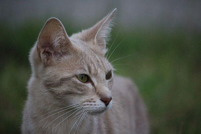 Síntomas de un GATO Enfermo