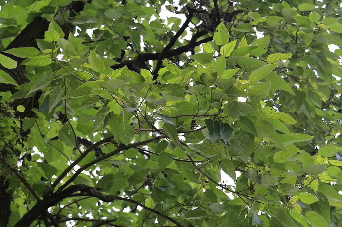 La Paulownia fortunei es un árbol caducifolio