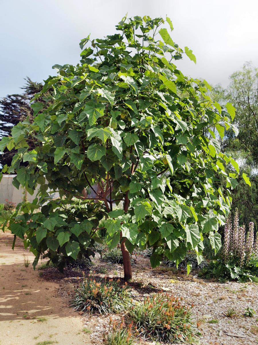 La Paulownia kawakami es pequeña