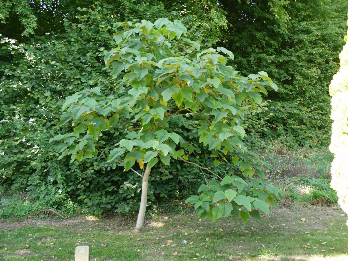 La Paulownia taiwaniana es un árbol pequeño