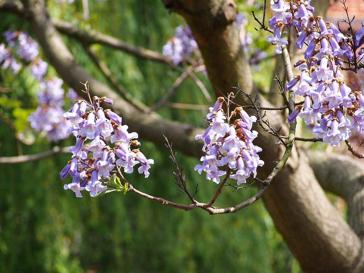 La Paulownia tomentosa es un árbol mediano