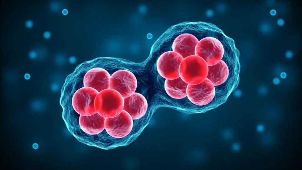 Qué son las células madre
