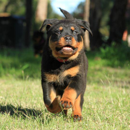 cachorro de rottweiler