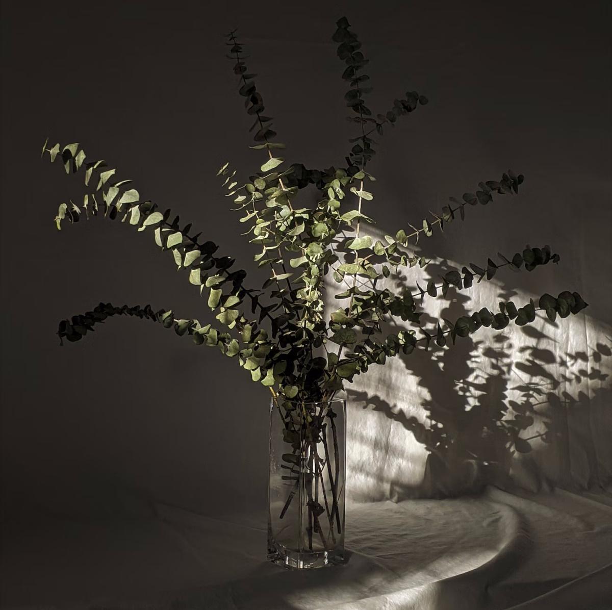 Decorar con eucalipto te contamos cómo hacer que duren sus ramas y hojas frescas o secas 3