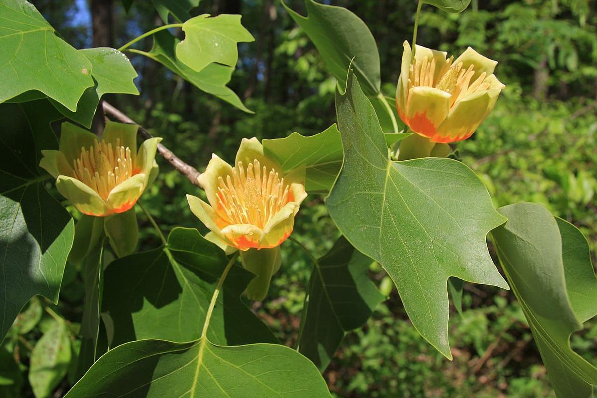 Las flores del Liriodendron tulipifera parecen tulipanes