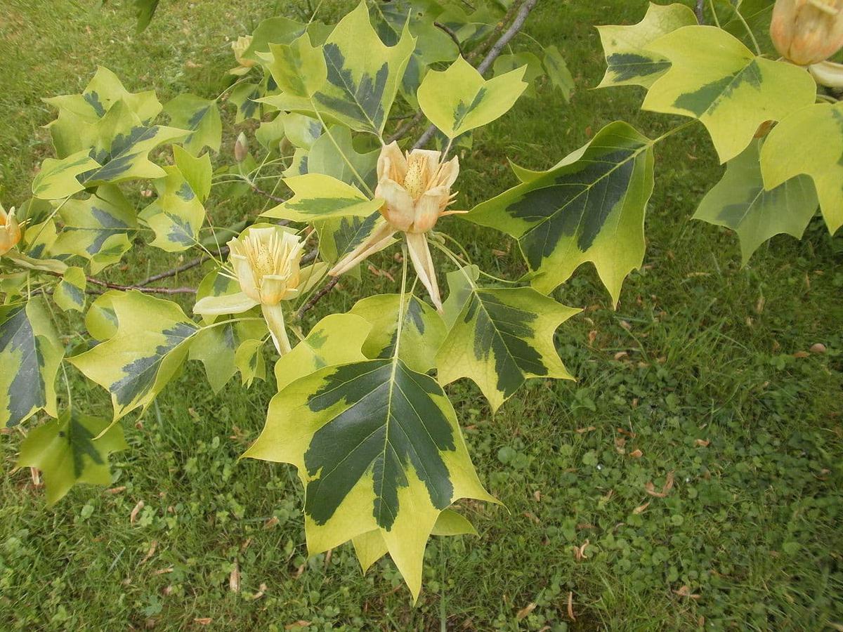 El Liriodendron tulipifera es un árbol caduco