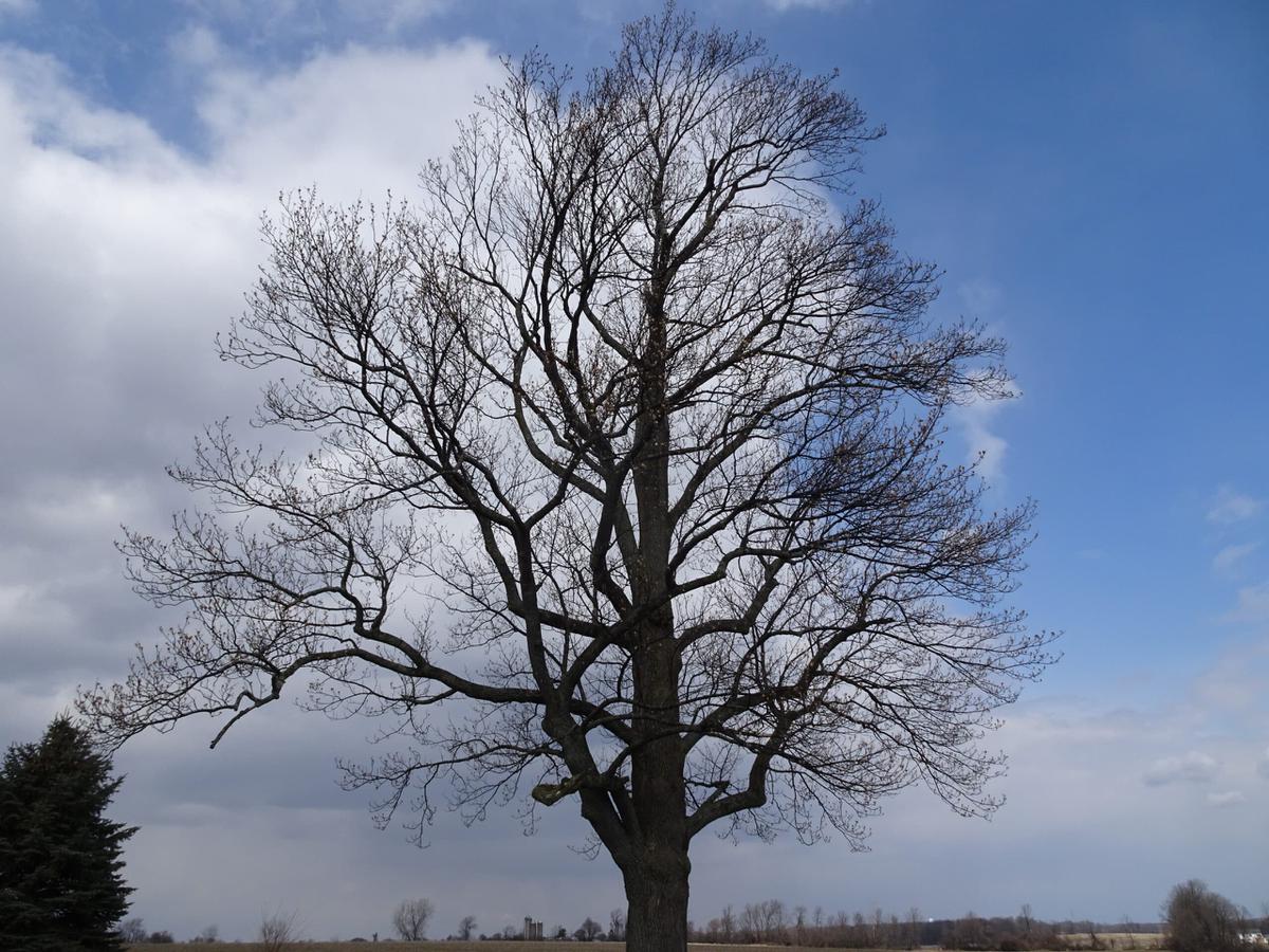 El Liriodendron tulipifera se ve bonito en invierno