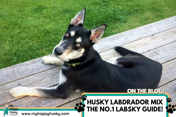 husky-labrador-mix-labsky-fotos