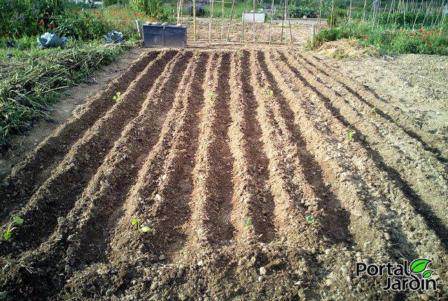 Empezar el huerto desde cero. Portal Jardín - Huerto, Jardín y Recetas.