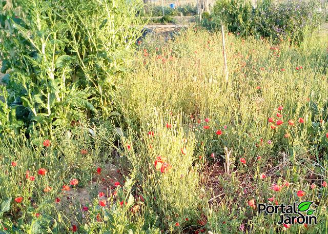 Empezar el huerto desde cero. Portal Jardín - Huerto, Jardín y Recetas.