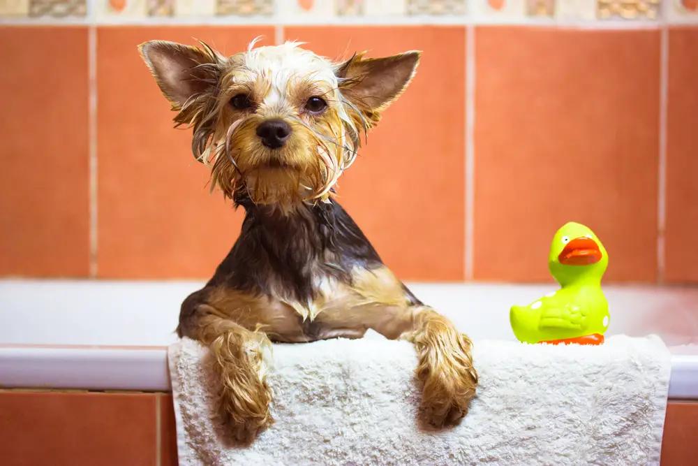 Baño perro