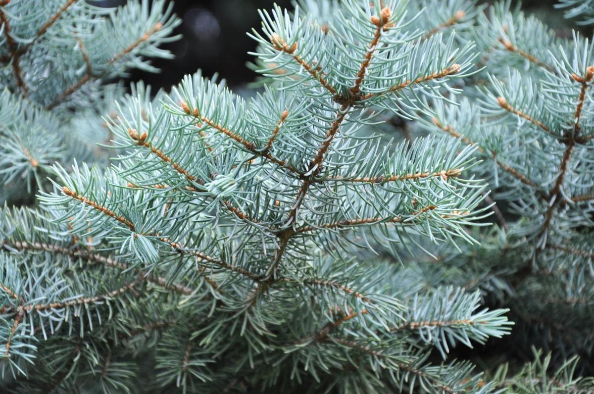 Las hojas de la pícea azul son glaucas