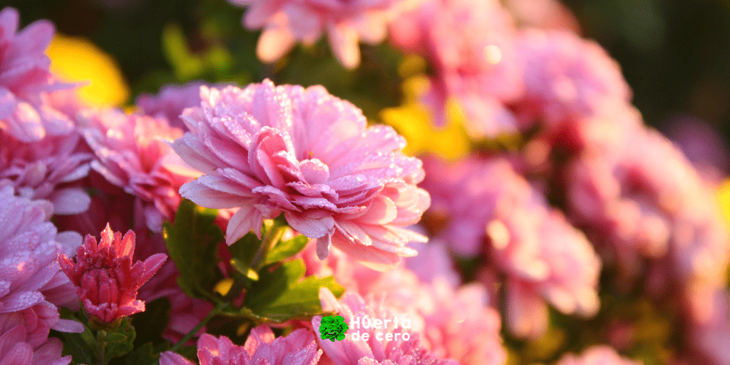 Siembra de flor crisantemos